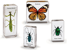 Insect Identification Guides