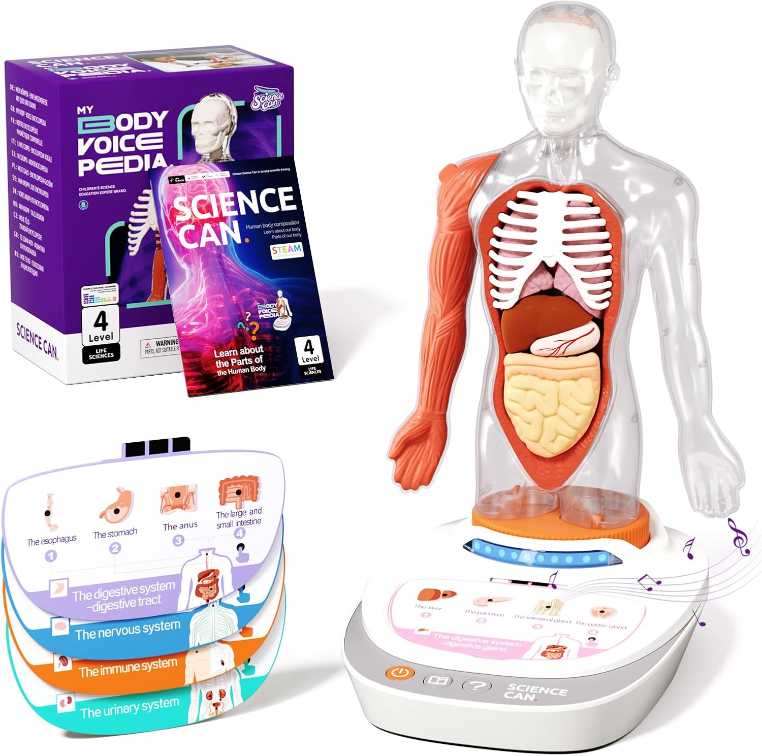Science Can Human Body Model for Kids, Interactive Human Anatomy Talking Model - 11 Inch Realistic Anatomical Assembly Kit 15PCS Removable Parts and Guide STEM Educational Toys for Kids Aged 6+ Gifts