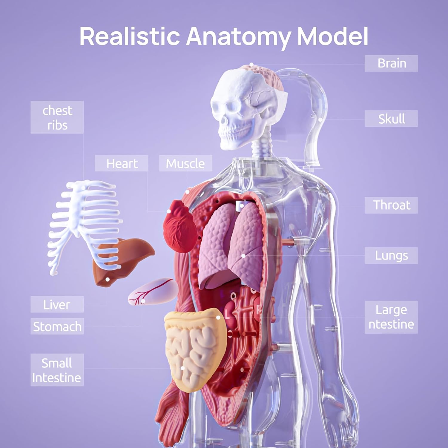 Science Can Human Body Model for Kids, Interactive Human Anatomy Talking Model - 11 Inch Realistic Anatomical Assembly Kit 15PCS Removable Parts and Guide STEM Educational Toys for Kids Aged 6+ Gifts