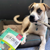 The Honest Kitchen Human Grade Ocean Chews Crispy Cod Fish Skins Dog Treats, 5.5 Ounces