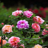 TCBWFY 4 Sets Peony Support Cage,10