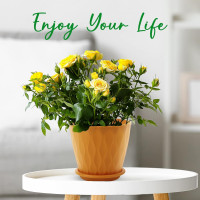 6 inch Plant Pots, 5 Pack Flower Pots Outdoor Indoor, Planters with Drainage Holes and Tray Saucers(Multicolor) Multicolor 6 inch