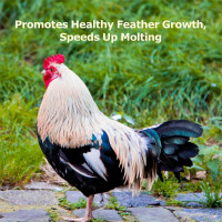 5LB Dried Black Soldier Fly Larvae, More Calcium Than Dried Mealworms, High Protein Chicken Feed,Duck Food, BSFL, Duck Treats 5 Pound (Pack of 1)