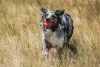 Chuckit! Ultra Ball Dog Toy, Medium (2.5 Inch Diameter) Pack of 1, for breeds 20-60 lbs Ultra Medium (1 Pack)