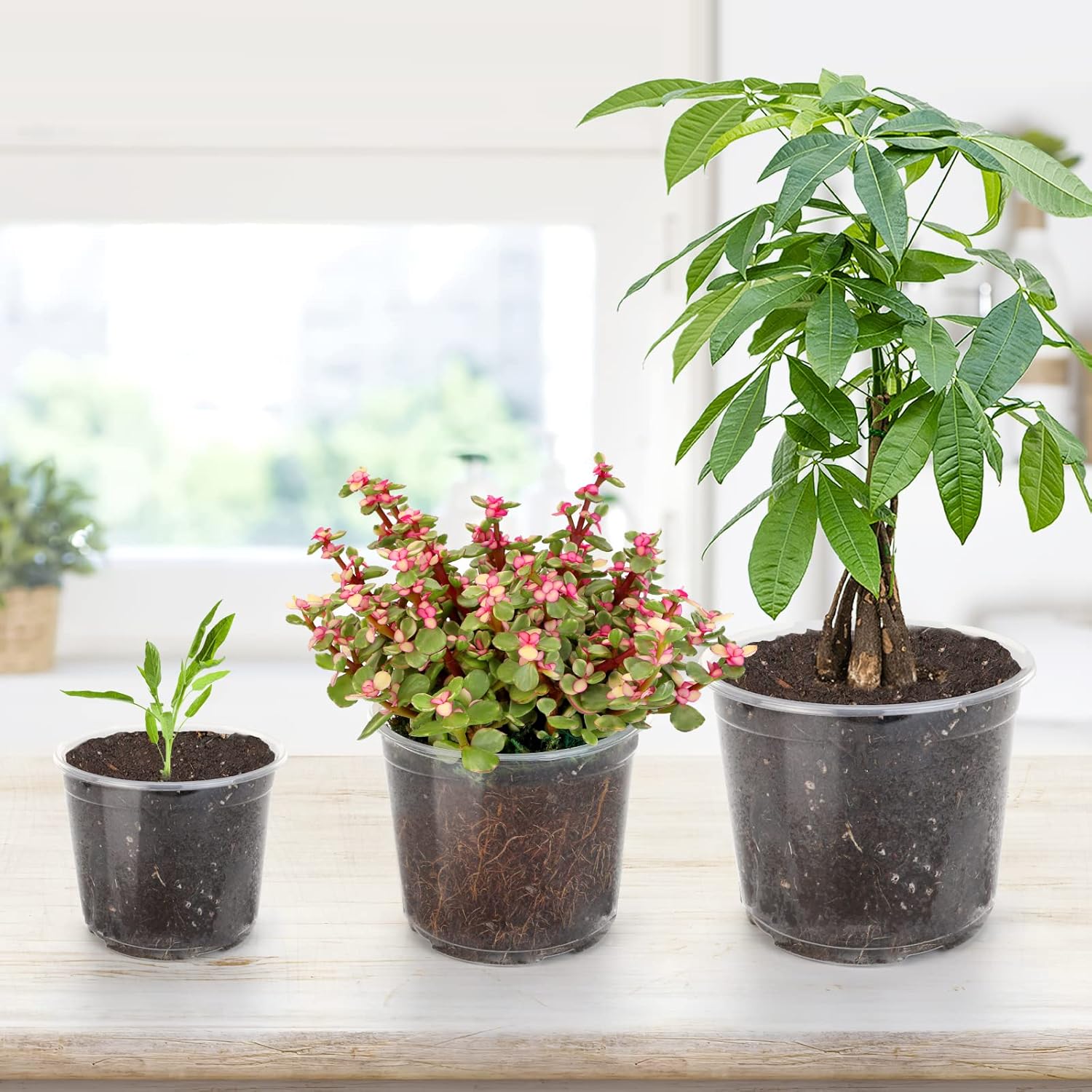 28 Pack 4/5/6/7 Inch Clear Nursery Pots for Plants with Drainage Holes, Clear Plastic Seedling Flower Plant Pot Insert, Seed Starter Pots