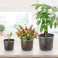 28 Pack 4/5/6/7 Inch Clear Nursery Pots for Plants with Drainage Holes, Clear Plastic Seedling Flower Plant Pot Insert, Seed Starter Pots