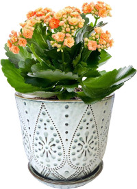 Gepege 6 Inch Beaded Ceramic Planter Set of 2 with Drainage Hole and Saucer for Plants, Indoor-Outdoor Large Round Succulent Orchid Flower Pot (Smoked Gray, Inner-pots not Larger Than 5 Inch) 6inch+6inch-set of 2 Cream White