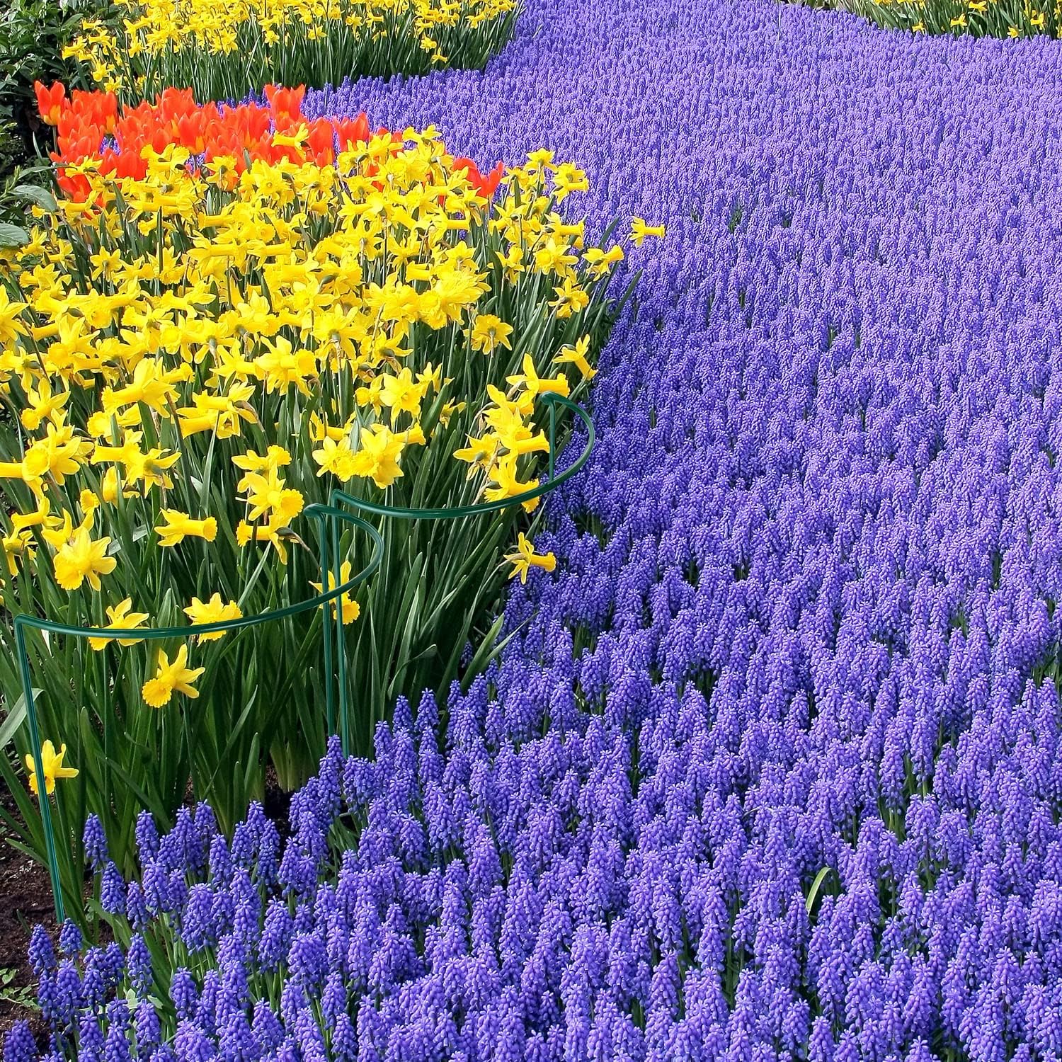 HiGift Plant Support Stakes, 6 Pack Metal Peony Cages and Supports, Garden Stakes Plant Support Cage, Large Plant Support Ring for Outdoor Indoor Snake Plant Peony Rose Flowers Vine (10