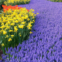 HiGift Plant Support Stakes, 6 Pack Metal Peony Cages and Supports, Garden Stakes Plant Support Cage, Large Plant Support Ring for Outdoor Indoor Snake Plant Peony Rose Flowers Vine (10