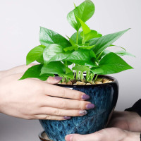 Ceramic Modern Glaze Succulent Planter Pot with Drainage Hole and Saucer 6 Inch Round Flower Plant Pot for Indoor Outdoor Herb Snake Plants 6 Inch Blue