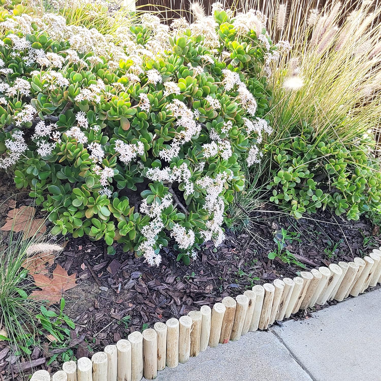 Backyard X-Scapes Natural Eucalyptus Wood Solid Log for Garden Edging Lawn Landscape Fence Borders 72 in L x 6 in H x 1.25 in D 6 in Natural