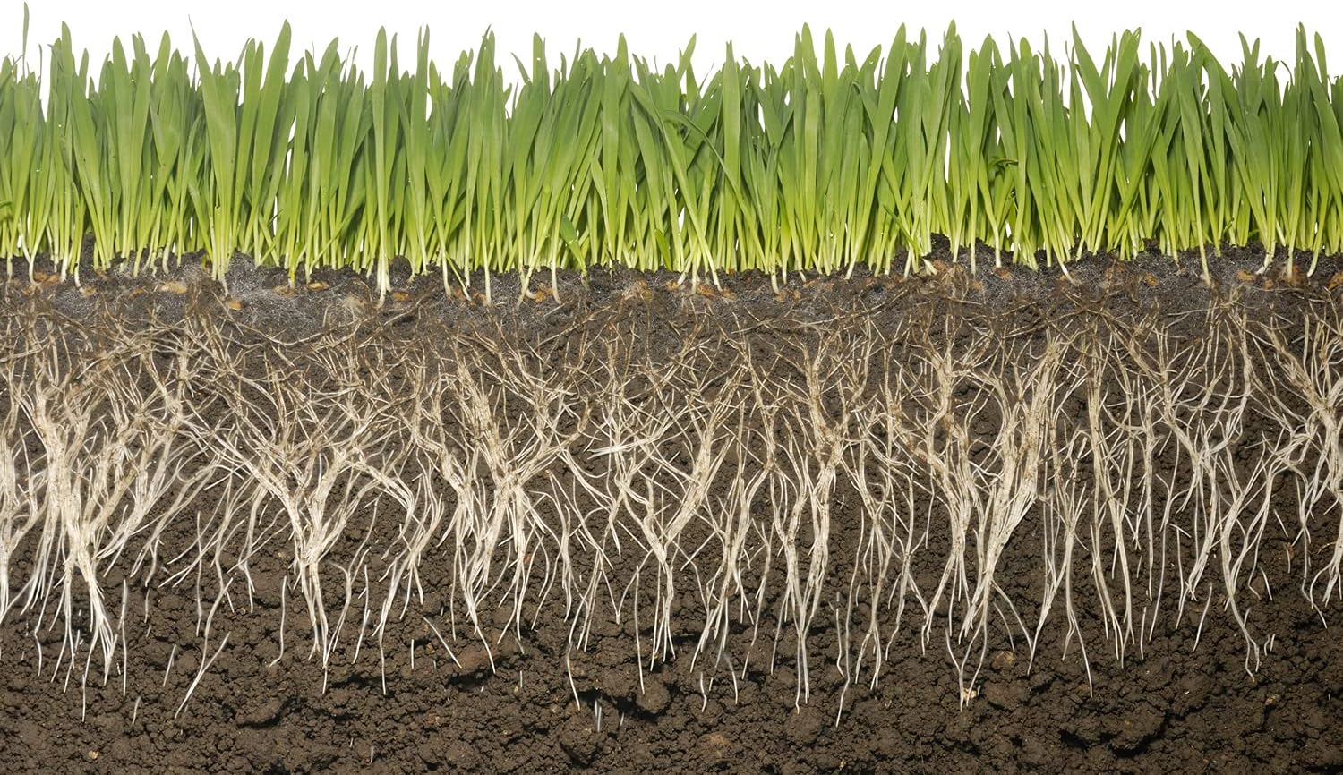 Commercial Grade Super Absorbent Polymer Potassium Based Water Crystal (1 Pound)