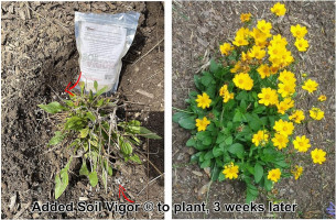 Commercial Grade Super Absorbent Polymer Potassium Based Water Crystal (1 Pound)