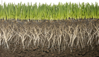 Commercial Grade Super Absorbent Polymer Potassium Based Water Crystal (1 Pound)