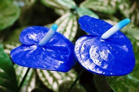 QAUZUY Garden 100 Seeds Blue Anthurium-Tailflower Flamingo Laceleaf Flower Seeds Tropical Exotic Plant Purify Indoor Air Velvet Cardboard Easy to