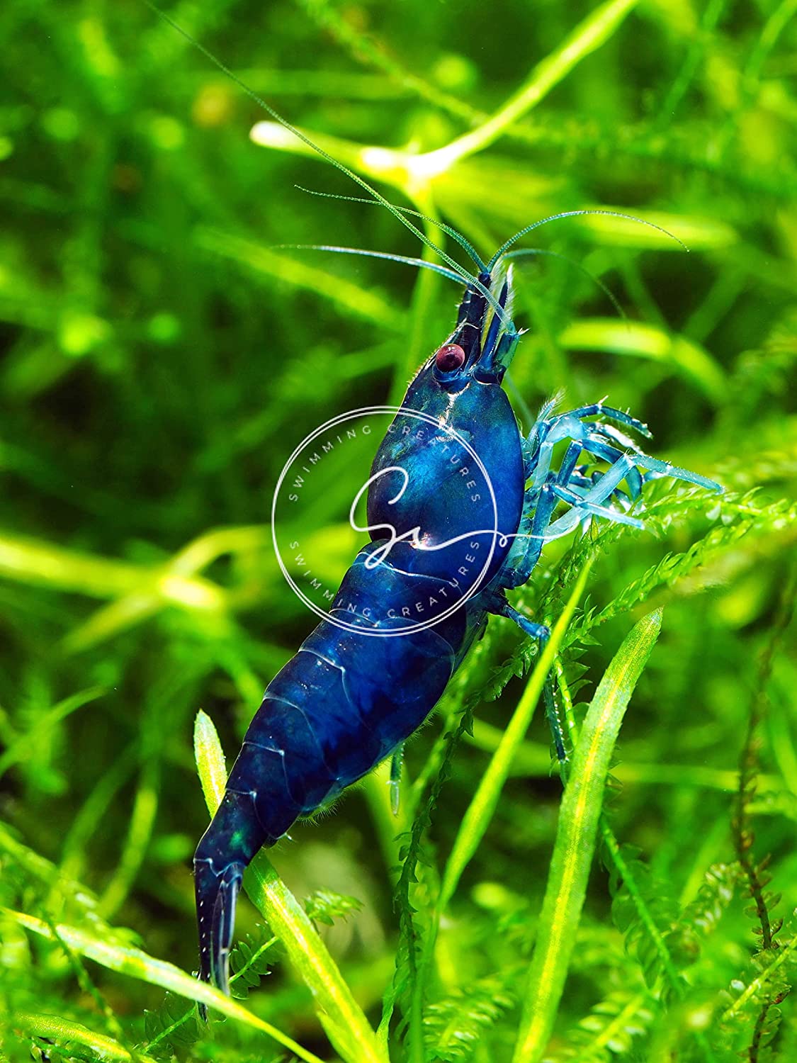  Live Ghost Shrimp Live Freshwater Ghost Shrimp Live Glass Shrimp  Live Grass Shrimp (Family of 10 Without Ice Pack (No DOA)) : Pet Supplies