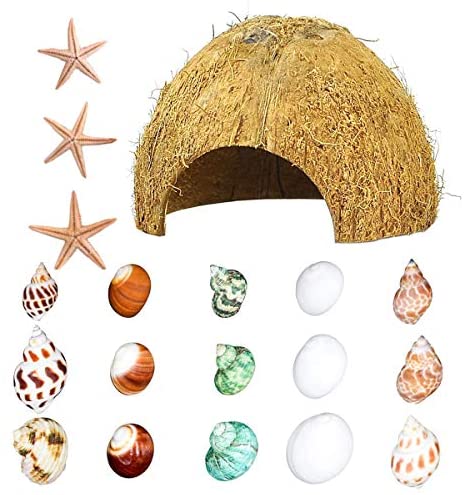 CooShou 18pcs Hermit Crab Shells and 1pc Natural Coconut Hide Reptile Hideout Turbo Shells Natural Growth Shells for Hermit Crab Variety Handpicked Turbo Seashells Sea Conch 