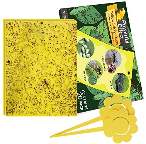  Fruit Fly Sticky Traps, Sticky Traps for Bugs 96 Pack Yellow  Double Side Sticky Trap with Shovel for Gnat, Fruit Fly, White Fly, Aphid,  Leaf Miner : Patio, Lawn & Garden