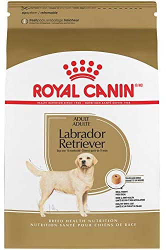 labrador retriever adult royal canin