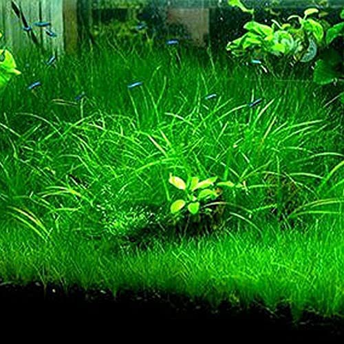 Live Aquarium Plant See ds Combo, Aquatic Fresh Water Grass Mini Leaf &  Long Hair Grass Small Pearl for Fish Tank Terrarium Dwarf Carpet and  Hairgrass