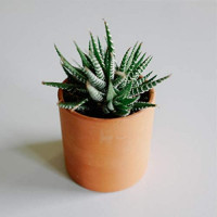 Zayla's Houseplants Cylinder Terracotta Pot - Minimal - Drainage Hole - Windowsill Size (1): Home & Kitchen